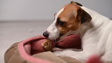 Jack Russell Teriyer Köpeği Çiğ Kemik Çiğniyor