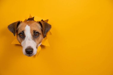 Komik köpek Jack Russell Terrier kağıt turuncu arka planda bir delikten sarkıyor.