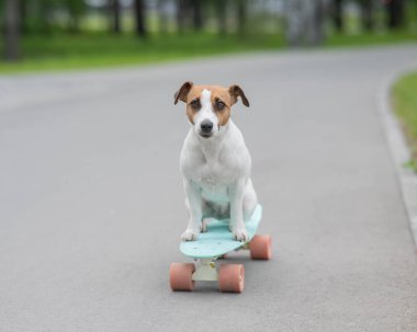 Jack Russell Terrier köpeği parkta bir kuruş tahtasına biner.