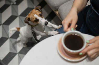 Köpek dostu bir kafede kahve içen bir kadın. Jack Russell Terrier patilerini sahibinin bacaklarına koydu.