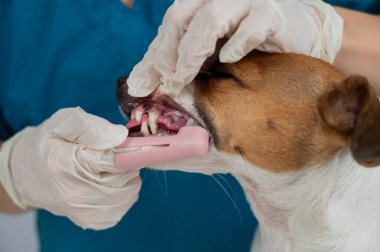 Bir veteriner Jack Russell Terrier 'ın dişlerini temizliyor.