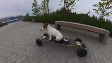Bir Jack Russell Terrier köpeği elektrikli bir uzun tahta kullanıyor.