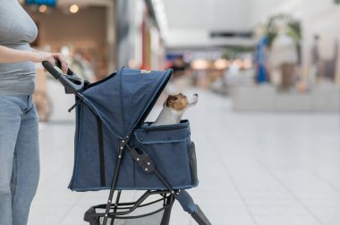 Beyaz bir kadın alışveriş merkezinde Jack Russell Terrier köpeğiyle geziyor.