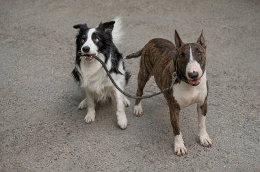 Bir çoban köpeği, boğayı tasmasından tutup teriyere yönlendirir. Bir köpek diğerini gezdiriyor.