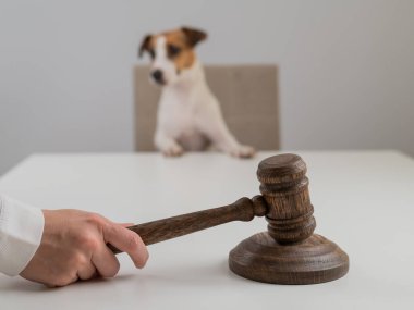 Yargıç Jack Russell Terrier 'a Karar Verdi