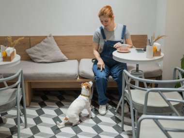 Jack Russell bir kafede yerde oturuyor ve köpek dostu bir kafede sahibini bekliyor. Kadın kahve içiyor.