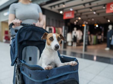 Beyaz bir kadın alışveriş merkezinde Jack Russell Terrier köpeği ile alışveriş yapıyor.