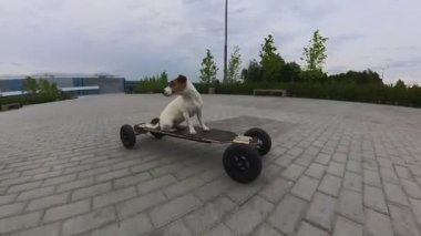 Bir Jack Russell Terrier köpeği elektrikli bir uzun tahta kullanıyor.