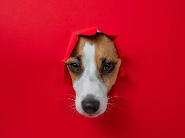 Komik Jack Russell Terrier köpeği kırmızı karton arka planda göze çarpıyor. Boşluğu kopyala