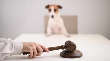 Yargıç Jack Russell Terrier 'a Karar Verdi