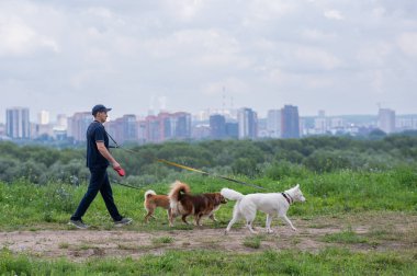 Beyaz bir adam üç köpekle yürür. Köpek gezdirici