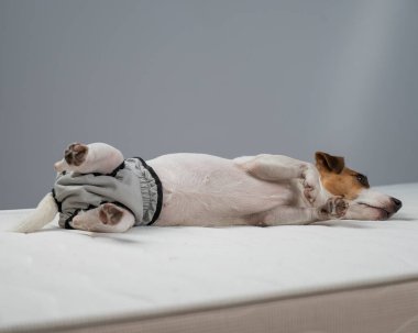 Jack Russell Terrier köpeği tekrar kullanılabilir bezlerle yatakta yatıyor.