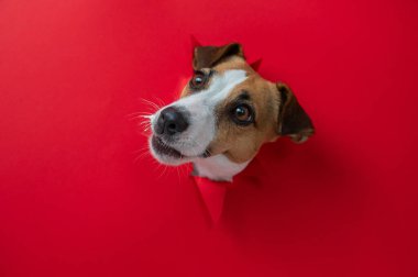 Komik Jack Russell Terrier köpeği kırmızı karton arka planda göze çarpıyor. Boşluğu kopyala