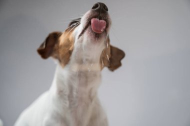 Beyaz arka planda şeffaf cam yalayan Jack Russell Terrier köpeği