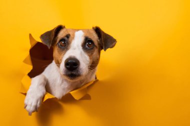 Komik Jack Russell Terrier kağıt turuncu bir arka plandan çıkıp onu yırtıyor.