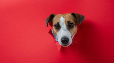 Komik Jack Russell Terrier köpeği kırmızı karton arka planda göze çarpıyor. Boşluğu kopyala