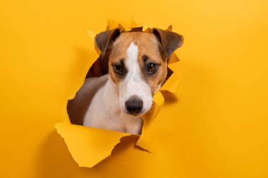 Komik köpek Jack Russell Terrier kağıt turuncu arka planda bir delikten sarkıyor.