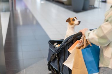 Beyaz bir kadın alışveriş merkezinde Jack Russell Terrier köpeği ile alışveriş yapıyor.