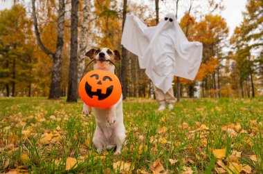 Woman in white sheet and jack russell terrier dog holding jack o latrine in autumn forest. Halloween costume clipart