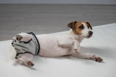 Jack Russell Terrier köpeği tekrar kullanılabilir bezlerle yatakta yatıyor.