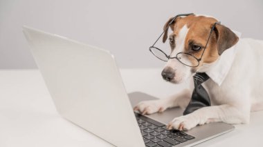 Gözlüklü ve kravatlı şirin Jack Russell Terrier köpeği beyaz arka planda dizüstü bilgisayarda oturuyor.