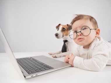 Sevimli erkek bebek ve Jack Russell teriyer köpeği dizüstü bilgisayarda çalışıyor.