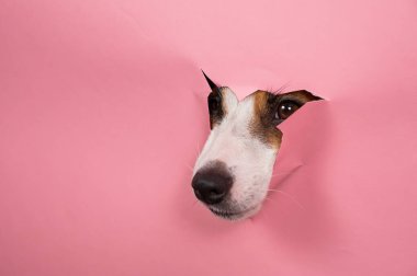 Komik köpek Jack Russell Terrier burnunu pembe kağıt kaplamayla yırttı.