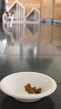 Köpek alışveriş merkezinde kuru yiyecek yiyor. Köpek dostu