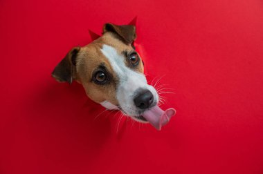 Komik köpek burnunu yalıyor. Jack Russell Terrier 'ın kafası kırmızı karton arka plandan dışarı fırlamış. Boşluğu kopyala