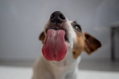 Beyaz arka planda şeffaf cam yalayan Jack Russell Terrier köpeği