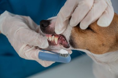 Bir veteriner Jack Russell Terrier 'ın dişlerini temizliyor.