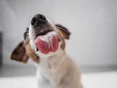 Beyaz arka planda şeffaf cam yalayan Jack Russell Terrier köpeği