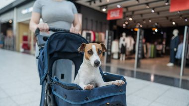 Beyaz bir kadın alışveriş merkezinde Jack Russell Terrier köpeğiyle geziyor.
