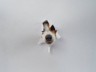 Jack Russell Terrier köpeğinin burnu açık gri kartondan sarkıyor. Boşluğu kopyala