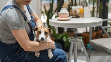 Jack Russell bir kafede hostesin kucağında oturuyor. Köpek dostu bir kafede kahve içen kadın.