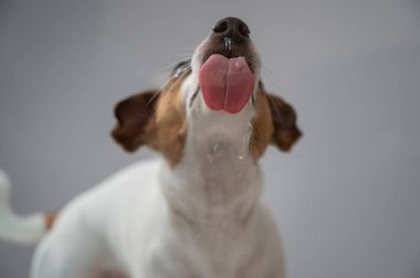 Beyaz arka planda şeffaf cam yalayan Jack Russell Terrier köpeği