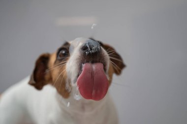 Beyaz arka planda şeffaf cam yalayan Jack Russell Terrier köpeği