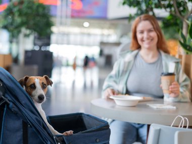 Beyaz kadın bir kafede Jack Russell teriyer köpeğiyle bebek arabasında öğle yemeği yiyor.