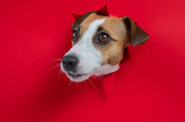 Komik Jack Russell Terrier köpeği kırmızı karton arka planda göze çarpıyor. Boşluğu kopyala