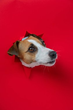 Komik Jack Russell Terrier köpeği kırmızı karton arka planda göze çarpıyor. Uzayı kopyala Dikey fotoğraf