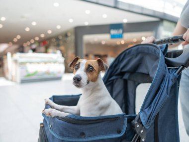 Beyaz bir kadın alışveriş merkezinde Jack Russell Terrier köpeğiyle geziyor.
