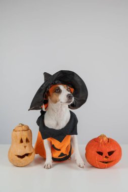 Beyaz arka planda iki balkabağı kostümlü Jack Russell Terrier köpeği.