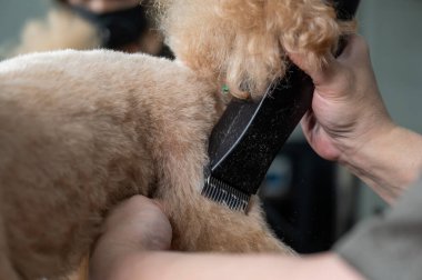 Bir kuaför, kaniş kıllarını kesmek için elektrikli jilet kullanır.