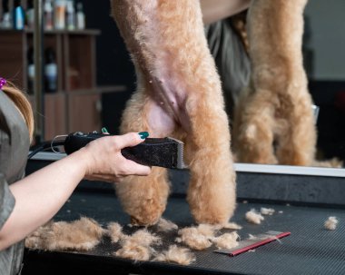 Bir kuaför, kaniş kıllarını kesmek için elektrikli jilet kullanır.