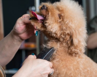 Bir kuaför, kaniş kıllarını kesmek için elektrikli jilet kullanır.