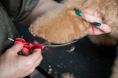 Bir tımarcı, çikolatalı mini bir kanişin tüylerini kesmek için makas kullanır.
