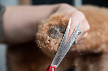 Bir tımarcı, çikolatalı mini bir kanişin tüylerini kesmek için makas kullanır.