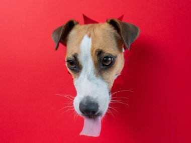 Komik köpek burnunu yalıyor. Jack Russell Terrier 'ın kafası kırmızı karton arka plandan dışarı fırlamış. Yüksek kalite fotoğraf