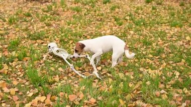 Jack Russell Teriyer Köpeği İnsan iskeletini sonbahar parkında sürüklüyor