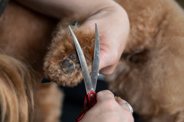 Bir tımarcı, çikolatalı mini bir kanişin tüylerini kesmek için makas kullanır.